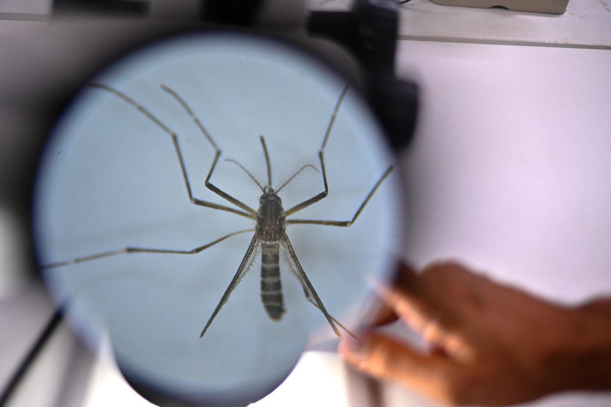 caldo Italia zanzara malaria